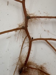 Leptosiphonia fibrillosa