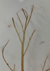Leptosiphonia fibrillosa