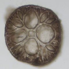 Leptosiphonia fibrillosa