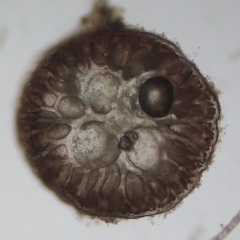 Leptosiphonia fibrillosa