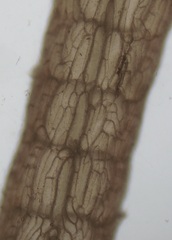 Leptosiphonia fibrillosa