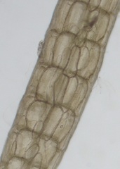 Leptosiphonia fibrillosa