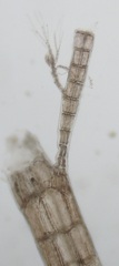 Leptosiphonia fibrillosa