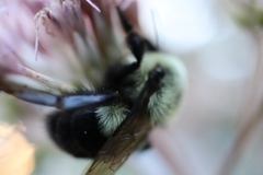 Bombus impatiens