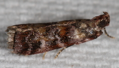 Dioryctria pygmaeella