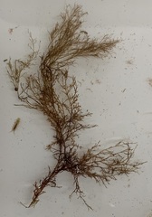Melanothamnus