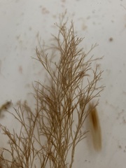 Melanothamnus