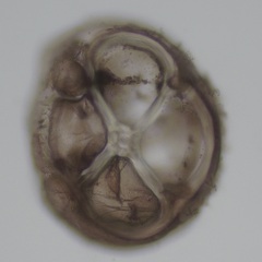 Melanothamnus