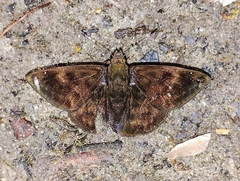 Nisoniades ephora