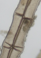 Melanothamnus