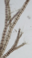 Melanothamnus