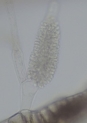 Melanothamnus