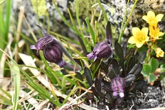Silene himalayensis