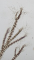 Melanothamnus