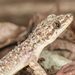 Leaf-toed Geckos - Photo (c) Marshal Hedin, some rights reserved (CC BY-NC-SA)