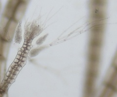 Melanothamnus