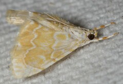 Glaphyria glaphyralis