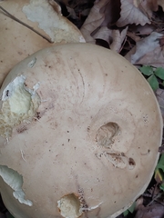 Caloboletus firmus