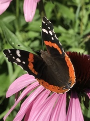 Vanessa atalanta