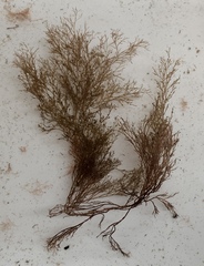 Melanothamnus