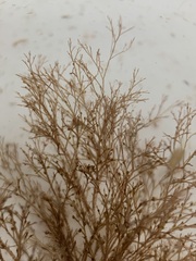 Melanothamnus
