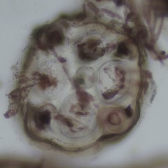 Melanothamnus