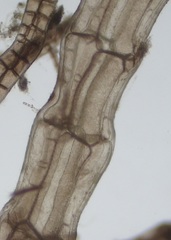 Melanothamnus
