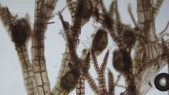 Melanothamnus