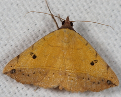 Hemeroplanis scopulepes