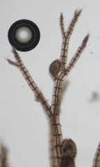 Melanothamnus