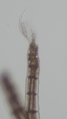 Melanothamnus