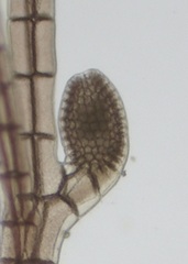 Melanothamnus