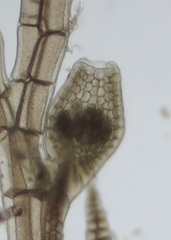 Melanothamnus