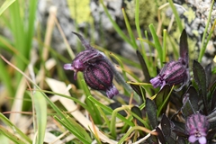 Silene himalayensis