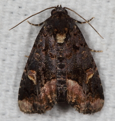 Homophoberia apicosa