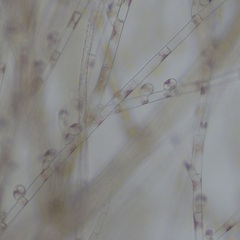 Colaconema dasyae