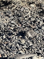 Callisaurus draconoides myurus