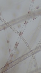 Colaconema dasyae