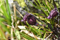 Silene himalayensis