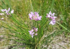 Allium anisopodium