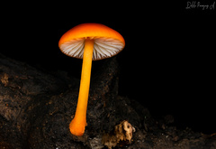 Cyptotrama hygrocyboides