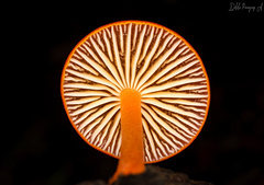 Cyptotrama hygrocyboides