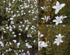 Prismatocarpus brevilobus