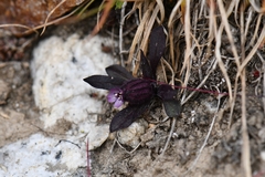 Silene himalayensis
