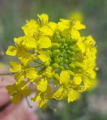 Erysimum flavum altaicum