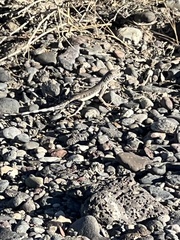 Callisaurus draconoides myurus