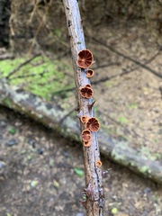 Anthracophyllum discolor