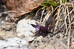 Silene himalayensis