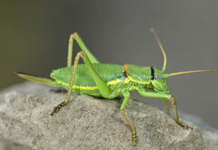 Ephippiger carlottae