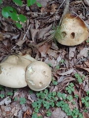 Caloboletus firmus